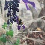 Salvia guaraniticaFlower