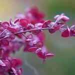 Atriplex hortensis Sonstige