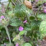 Clinopodium vulgareFlor