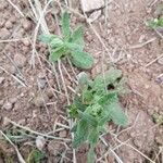 Helianthemum ledifolium Leaf