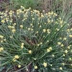 Helichrysum saxatile Flower