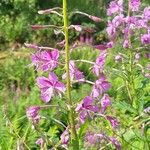 Epilobium angustifoliumFleur