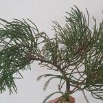 Cryptomeria japonicaFulla