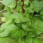 Verbascum nigrum Folha