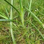 Cyperus eragrostisЛіст