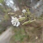 Silene italica Kwiat