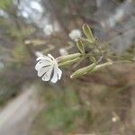 Silene italica फूल