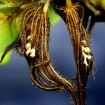 Salvinia molesta Leaf