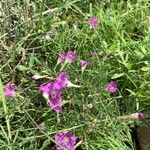 Ipomoea capillacea Flor