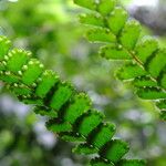 Adiantum hispidulum Fruit