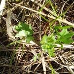 Peucedanum oreoselinum Leaf