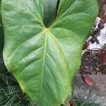 Anthurium faustomirandae Листок