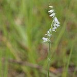 Spiranthes vernalis Flor