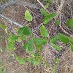 Combretum micranthum Blatt