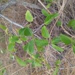 Combretum micranthum Leaf