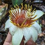 Passiflora candida Flor