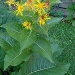 Inula helenium Habit