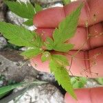 Osmorhiza purpurea Leaf