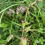 Fallopia dumetorum Hoja