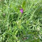 Vicia segetalis 花