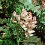 Vicia argentea Otro