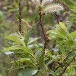 Salix pedicellata Egyéb