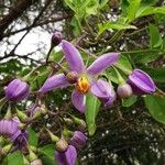 Solanum seaforthianum Квітка