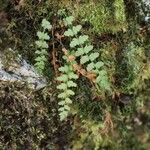 Woodsia macrochlaena Leaf