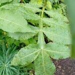 Cephalaria gigantea Leaf