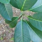 Esenbeckia leiocarpa Leaf