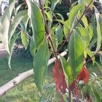 Cornus capitata Folha