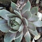 Sempervivum calcareum Лист