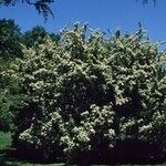 Pourthiaea villosa موطن