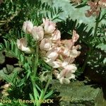 Vicia argentea Hábito