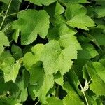 Vitis californica Blatt