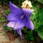 Platycodon grandiflorus Flower
