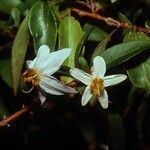 Solanum hugonis Цветок