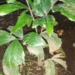 Reinhardtia simplex 葉
