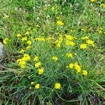 Senecio inaequidens 整株植物