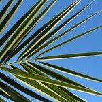 Phoenix canariensis Folha