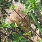 Andropogon bicornis Flower