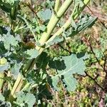 Brassica rapa Blad