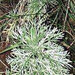 Artemisia abrotanumHoja