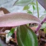Tradescantia pallida List