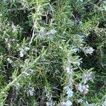 Rosmarinus officinalis Folha