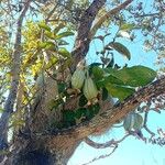 Catasetum macrocarpum Flower