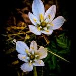 Ornithogalum divergensফুল