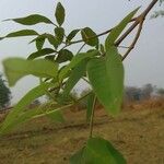 Vitex negundo Blomst