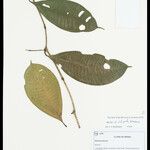 Miconia platypoda Leaf