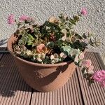 Sedum sieboldii Hábito